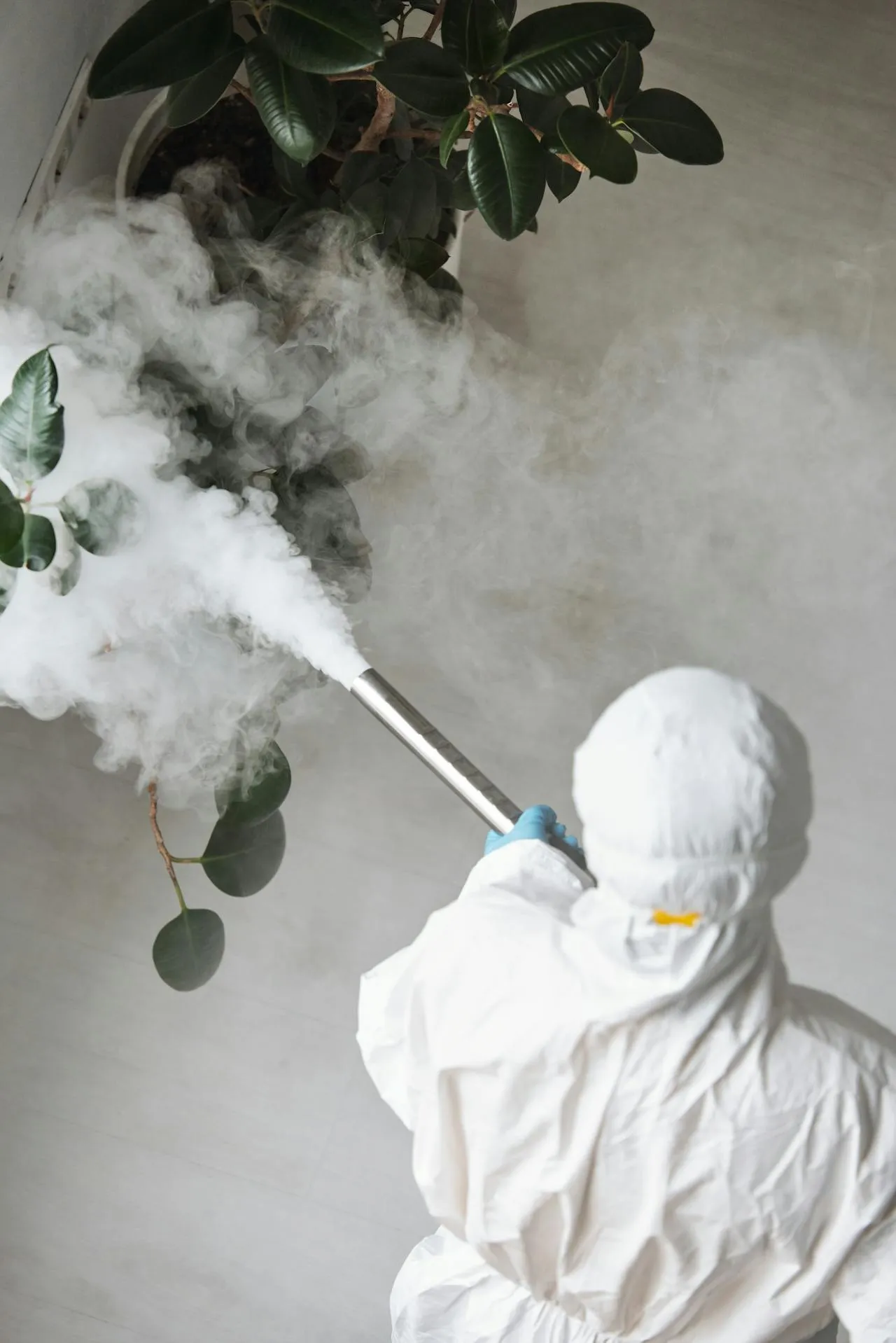 Pest control spraying indoor plants